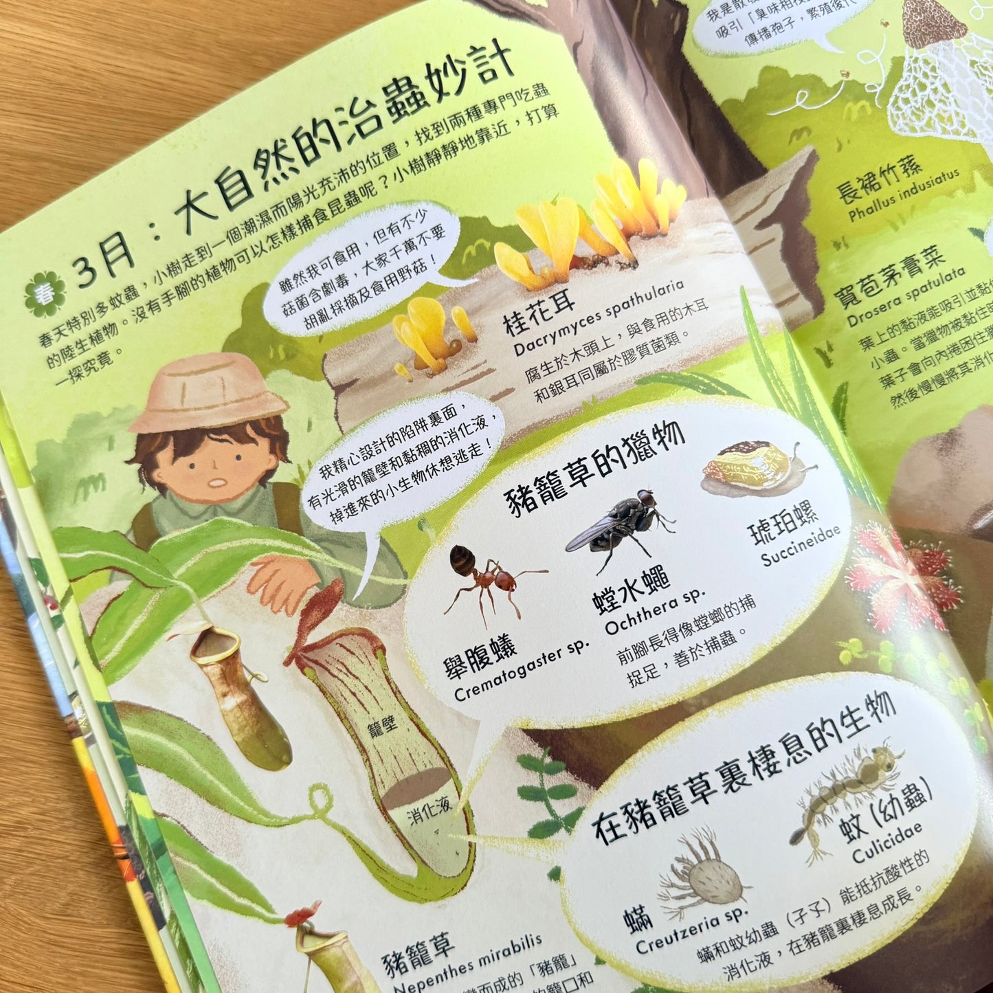 大自然四季日夜奇遇記,請得到看得見的香港生態百科 (非點讀)