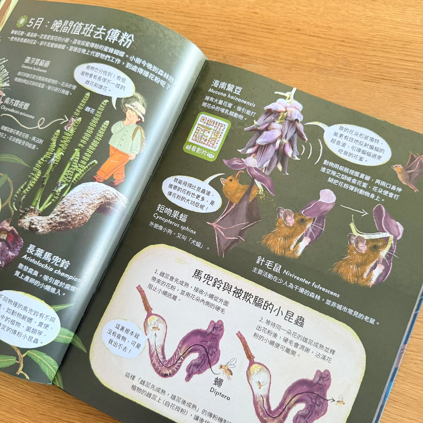 大自然四季日夜奇遇記,請得到看得見的香港生態百科 (非點讀)