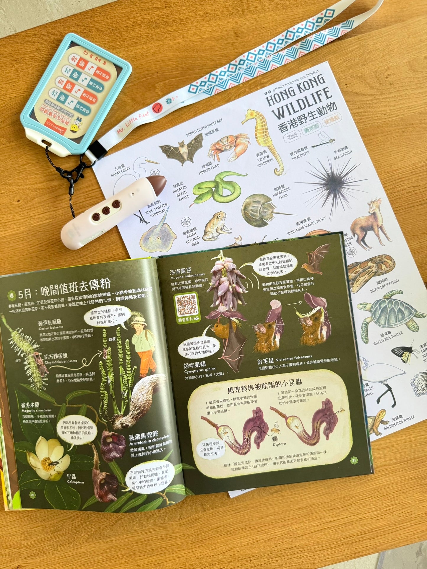 快閃套組:「香港交通及香港野生動物點讀版海報+ufixx 插卡透明白板 (A3)」