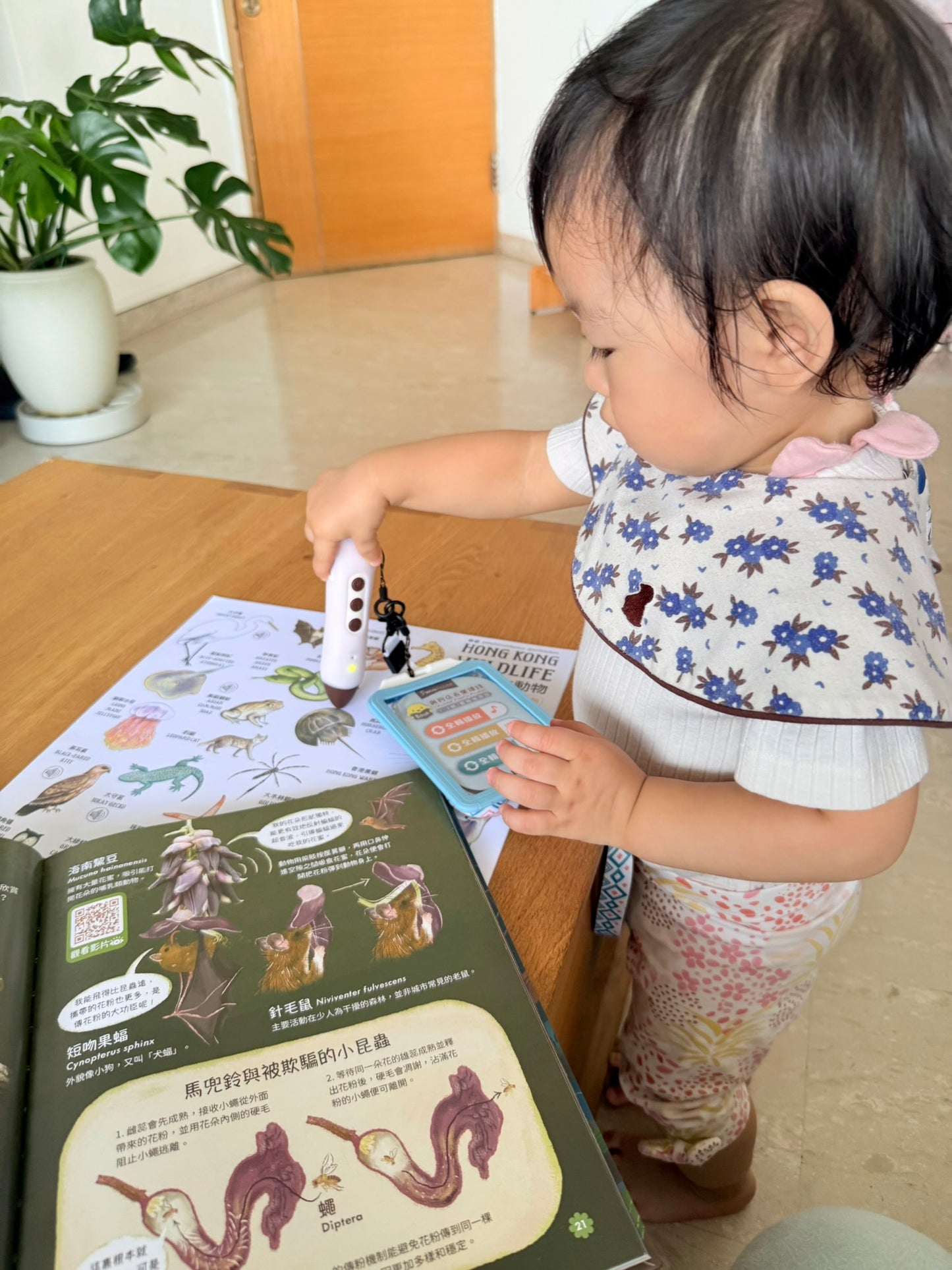 快閃套組:「香港交通及香港野生動物點讀版海報+ufixx 插卡透明白板 (A3)」