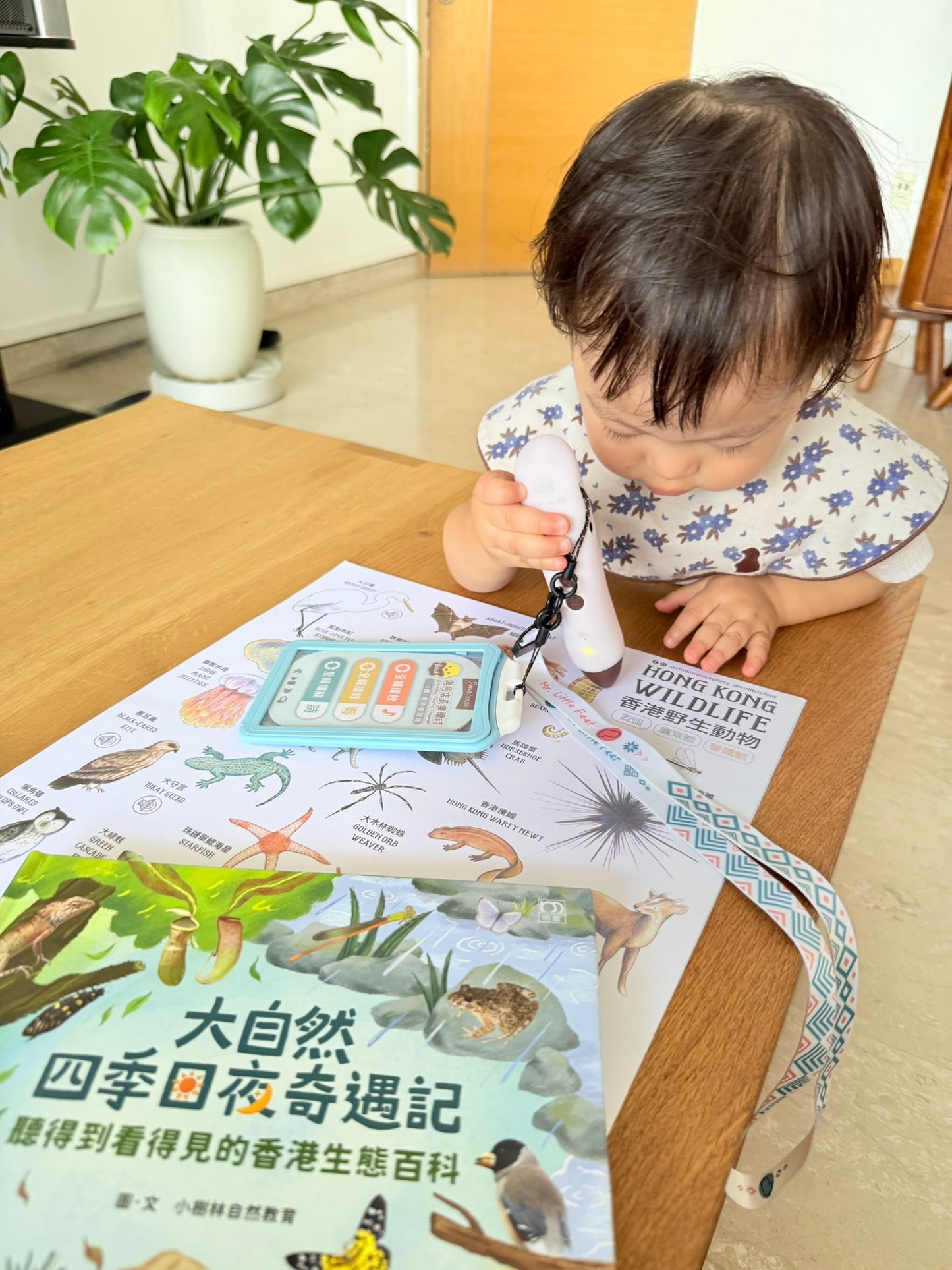 大自然四季日夜奇遇記,請得到看得見的香港生態百科 (非點讀)