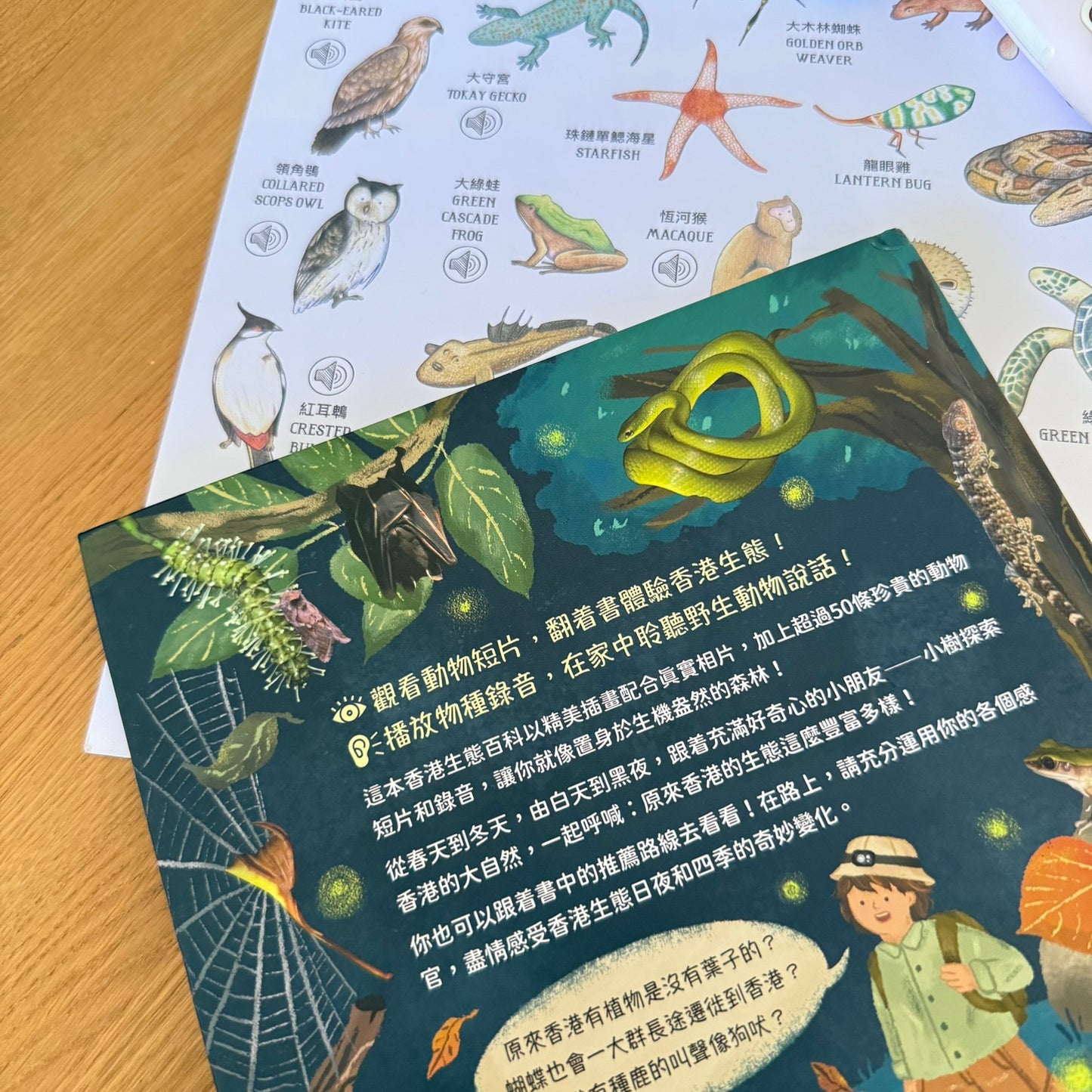 大自然四季日夜奇遇記,請得到看得見的香港生態百科 (非點讀)