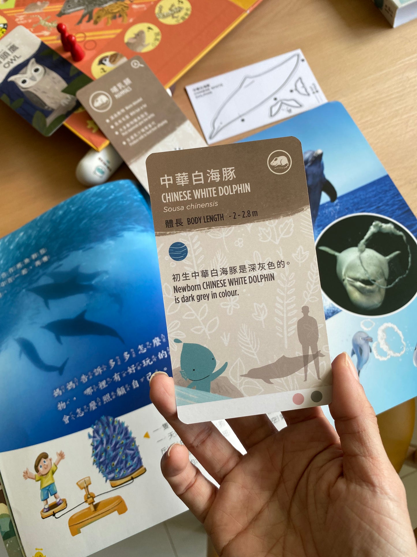 香港野生動物卡 Hong Kong Wildlife Cards(中英對照)