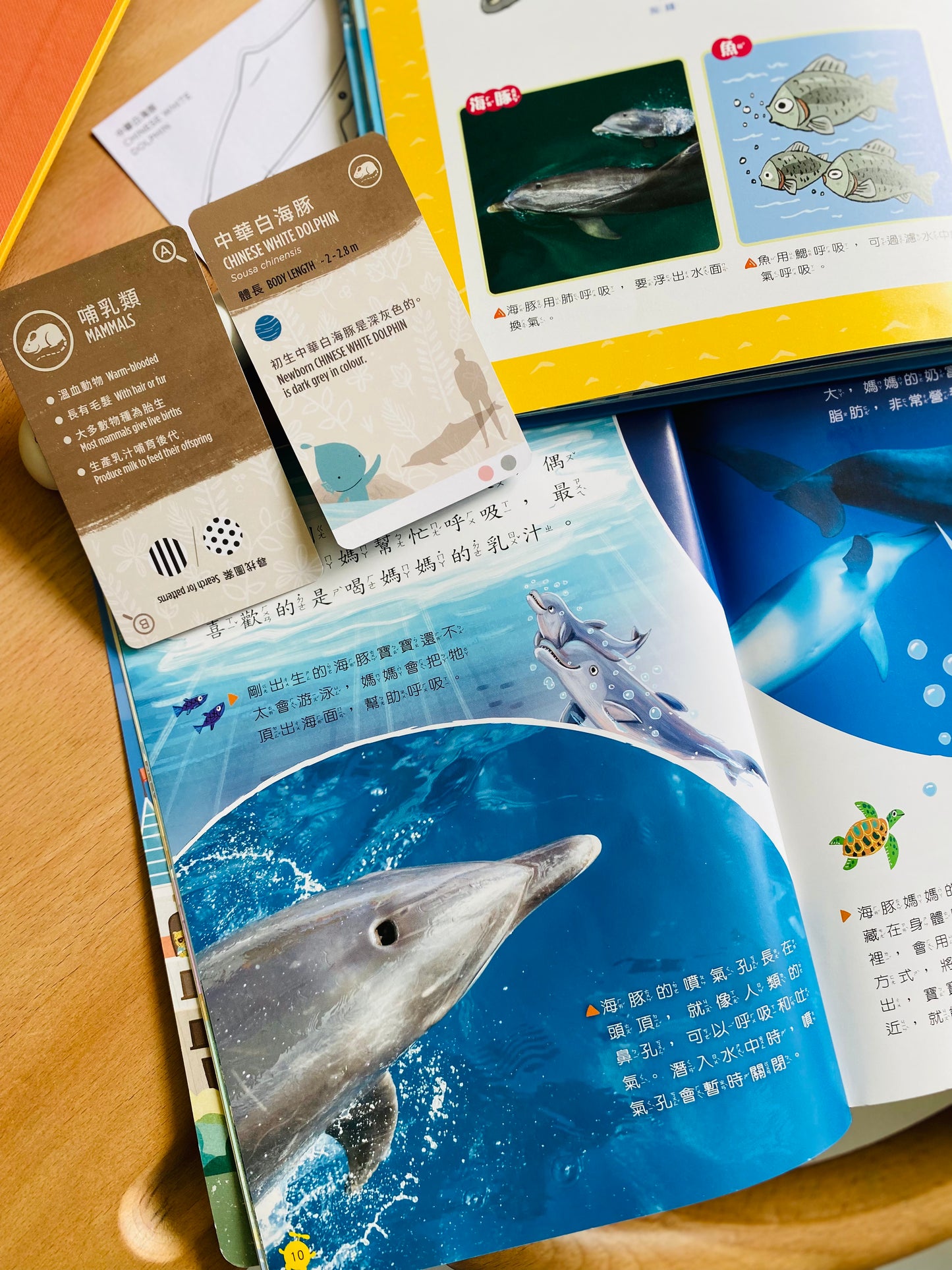 香港野生動物卡 Hong Kong Wildlife Cards(中英對照)