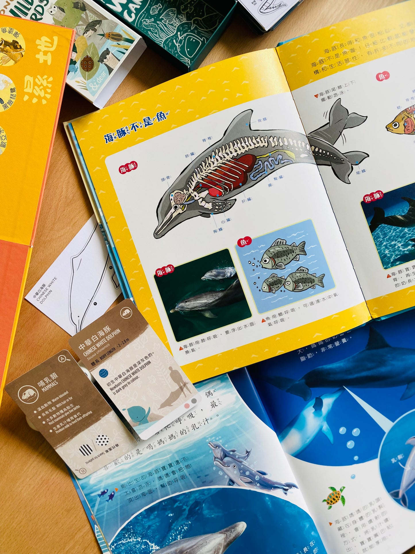 香港野生動物卡 Hong Kong Wildlife Cards(中英對照)