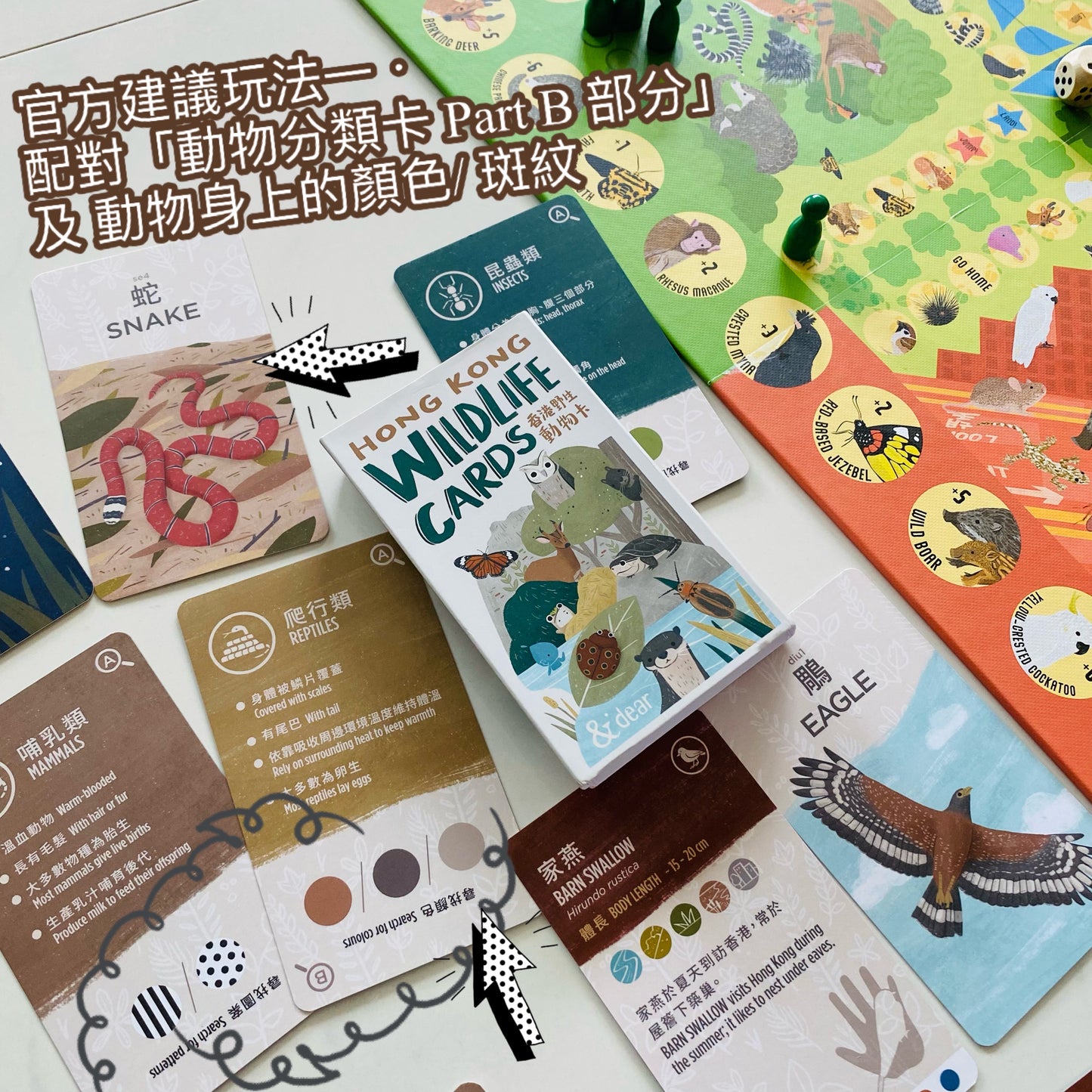 香港野生動物卡 Hong Kong Wildlife Cards(中英對照)