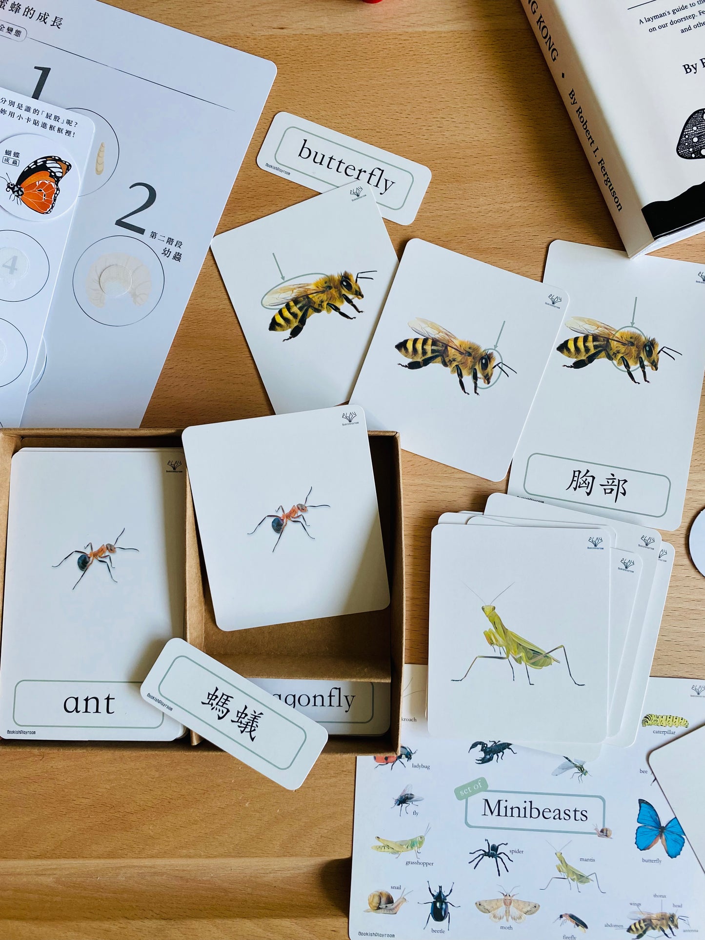 幼兒認知三部卡 (昆蟲朋友主題) 3 Part Cards (Minibeasts)