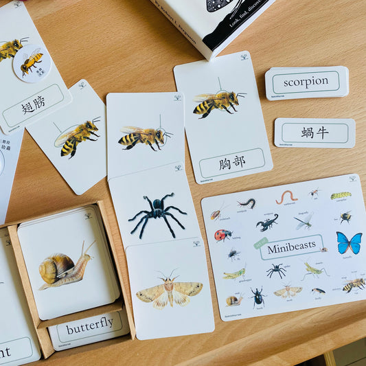 幼兒認知三部卡 (昆蟲朋友主題) 3 Part Cards (Minibeasts)