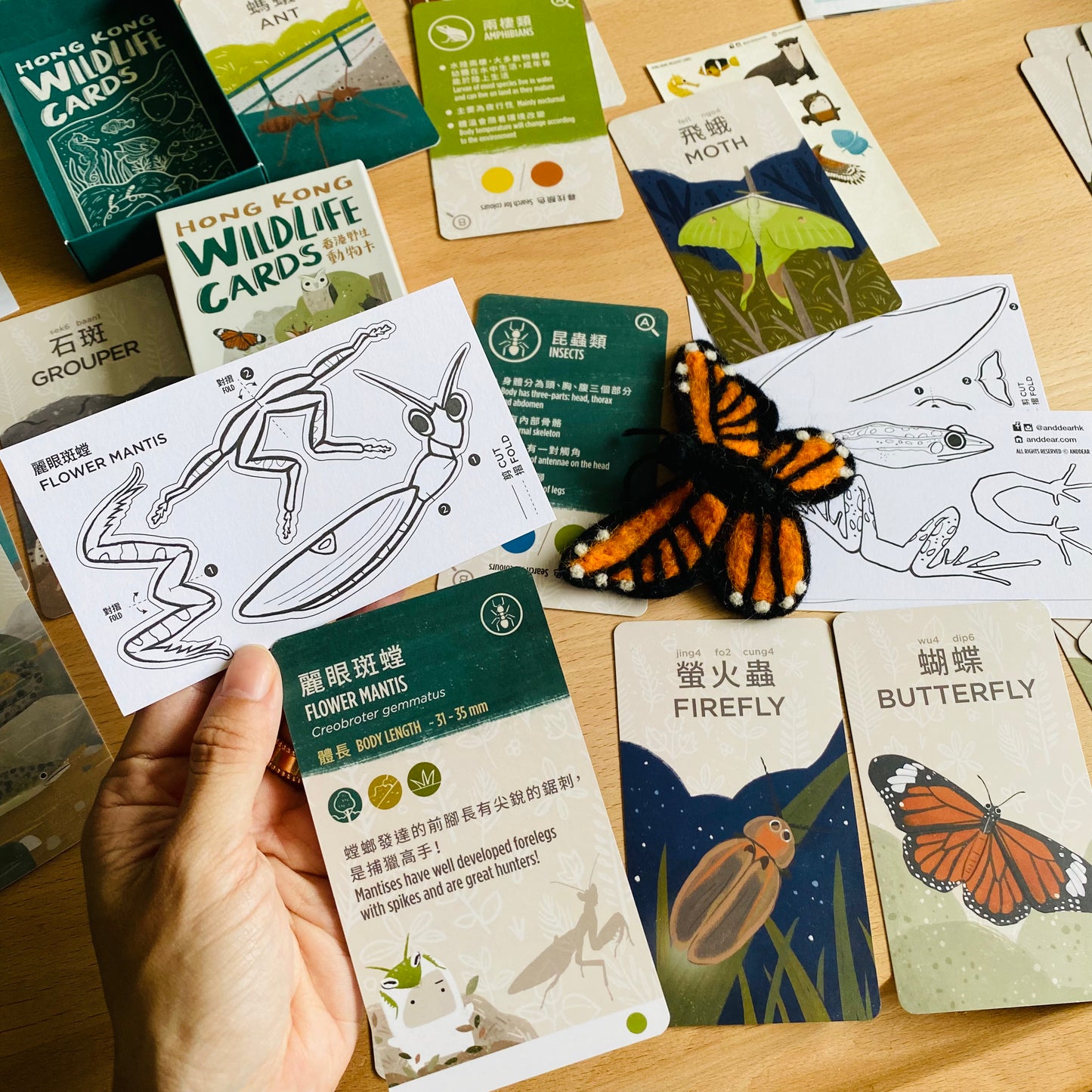 香港野生動物卡 Hong Kong Wildlife Cards(中英對照)