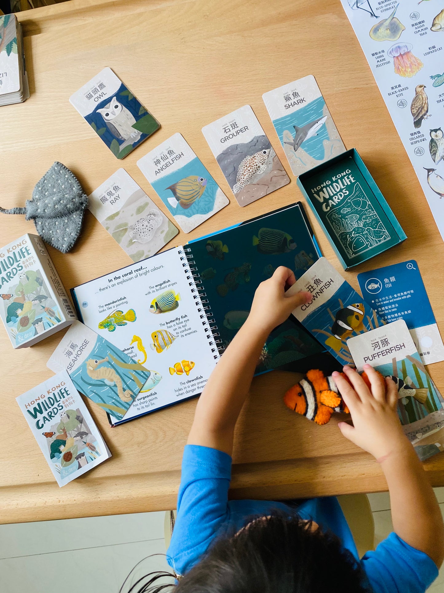 香港野生動物卡 Hong Kong Wildlife Cards(中英對照)