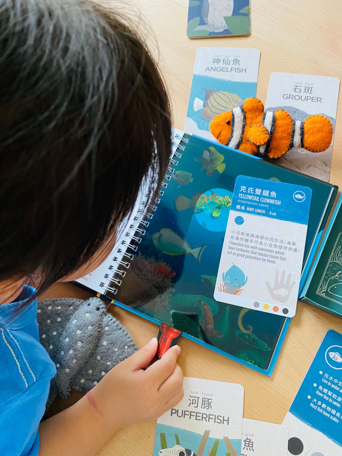 香港野生動物卡 Hong Kong Wildlife Cards(中英對照)