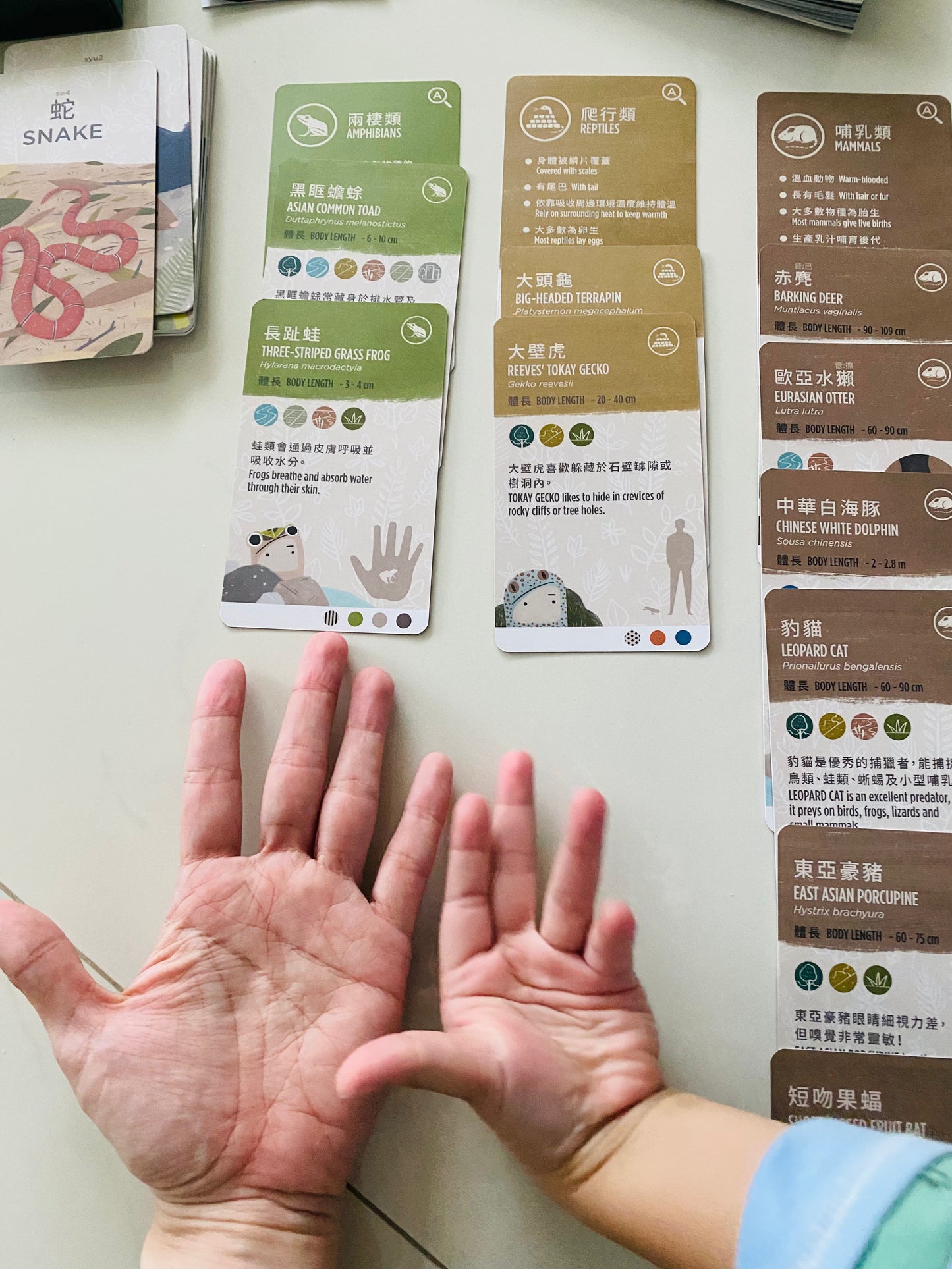 香港野生動物卡 Hong Kong Wildlife Cards(中英對照)