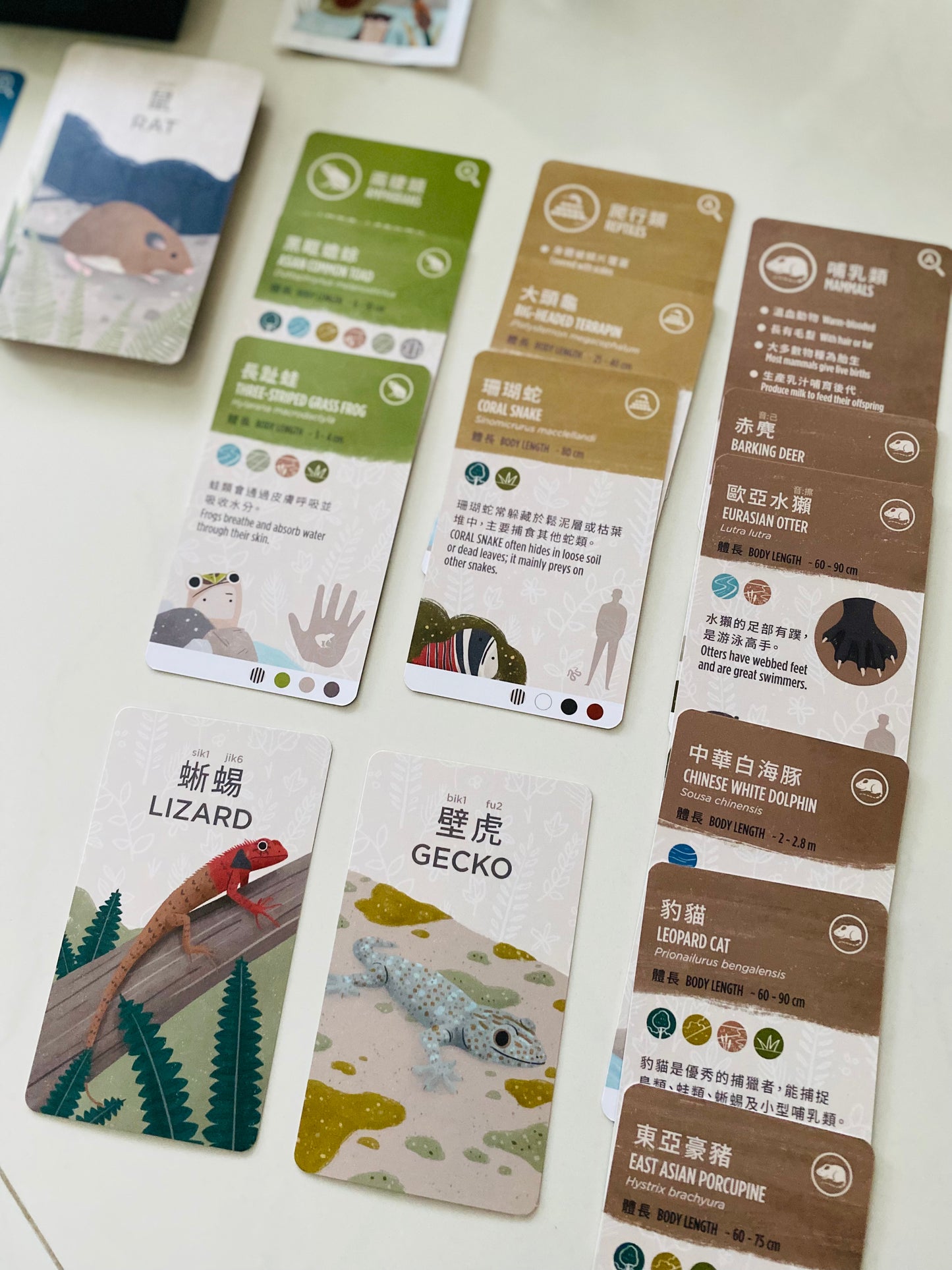 香港野生動物卡 Hong Kong Wildlife Cards(中英對照)