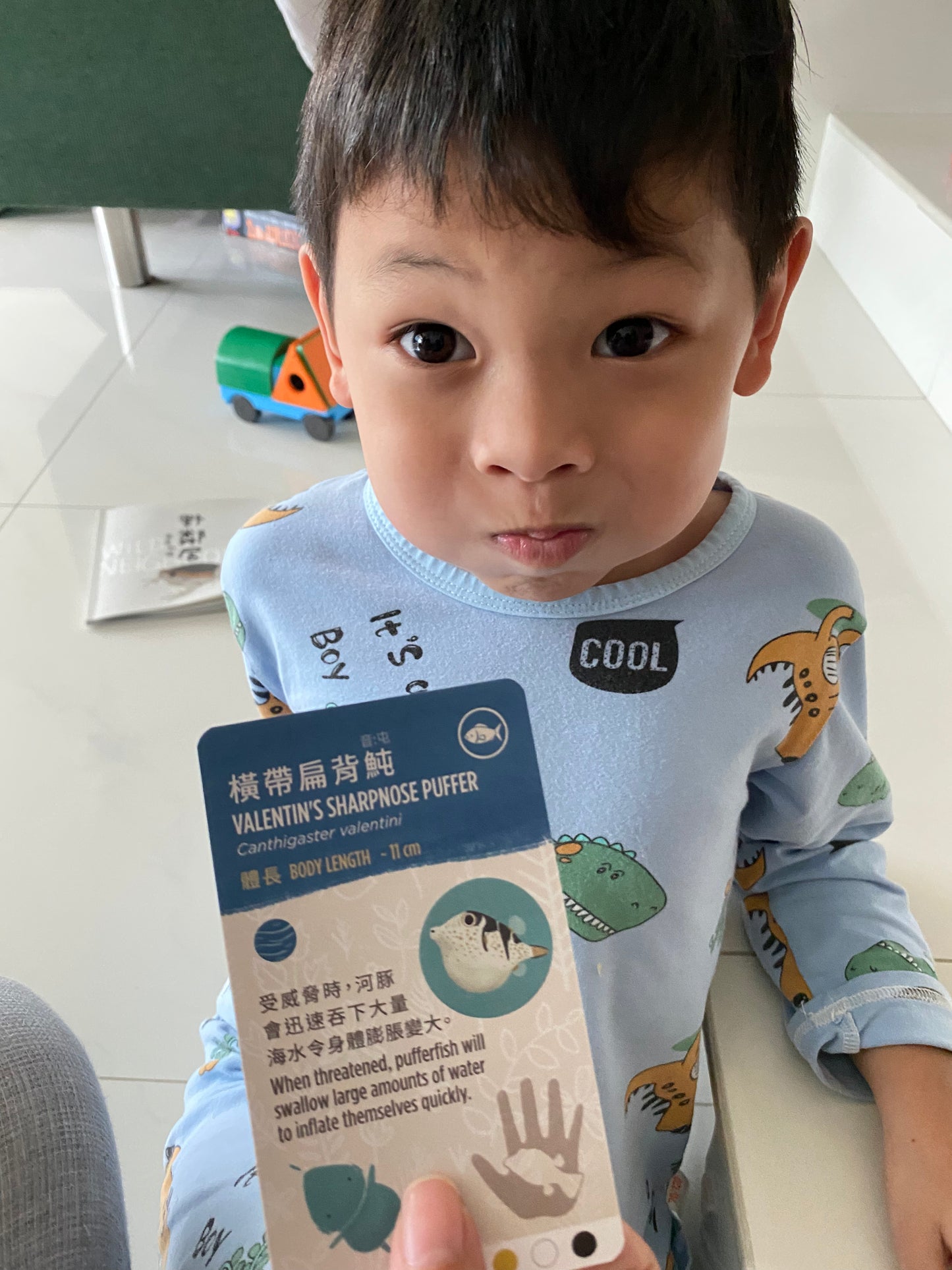 香港野生動物卡 Hong Kong Wildlife Cards(中英對照)