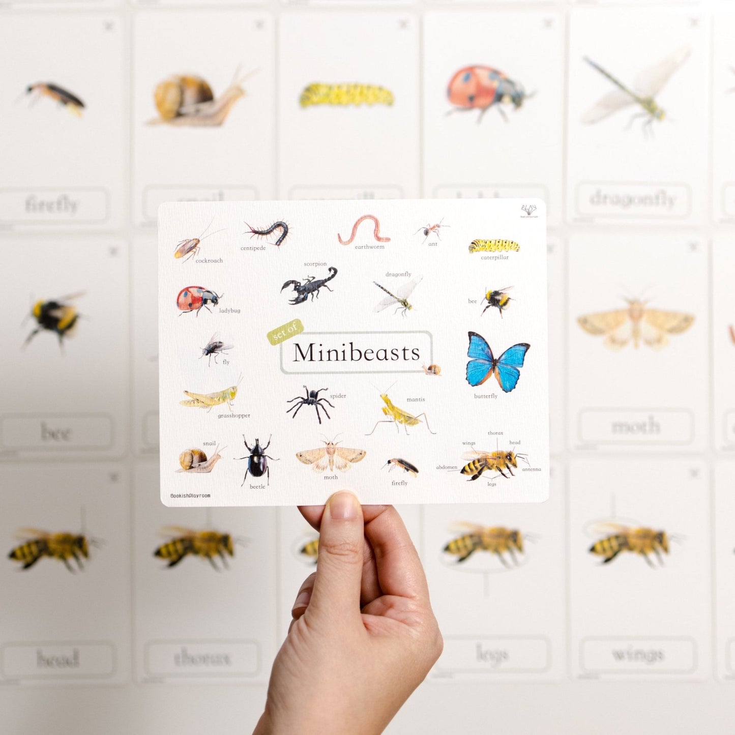 幼兒認知三部卡 (昆蟲朋友主題) 3 Part Cards (Minibeasts)