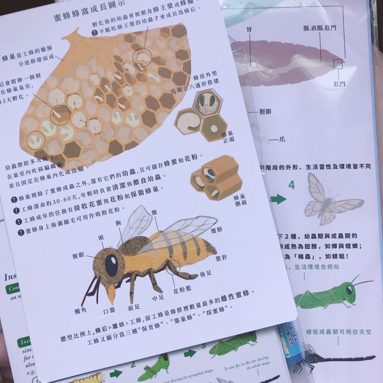 昆蟲123! 好玩雙語主題教材配件 (香港版)