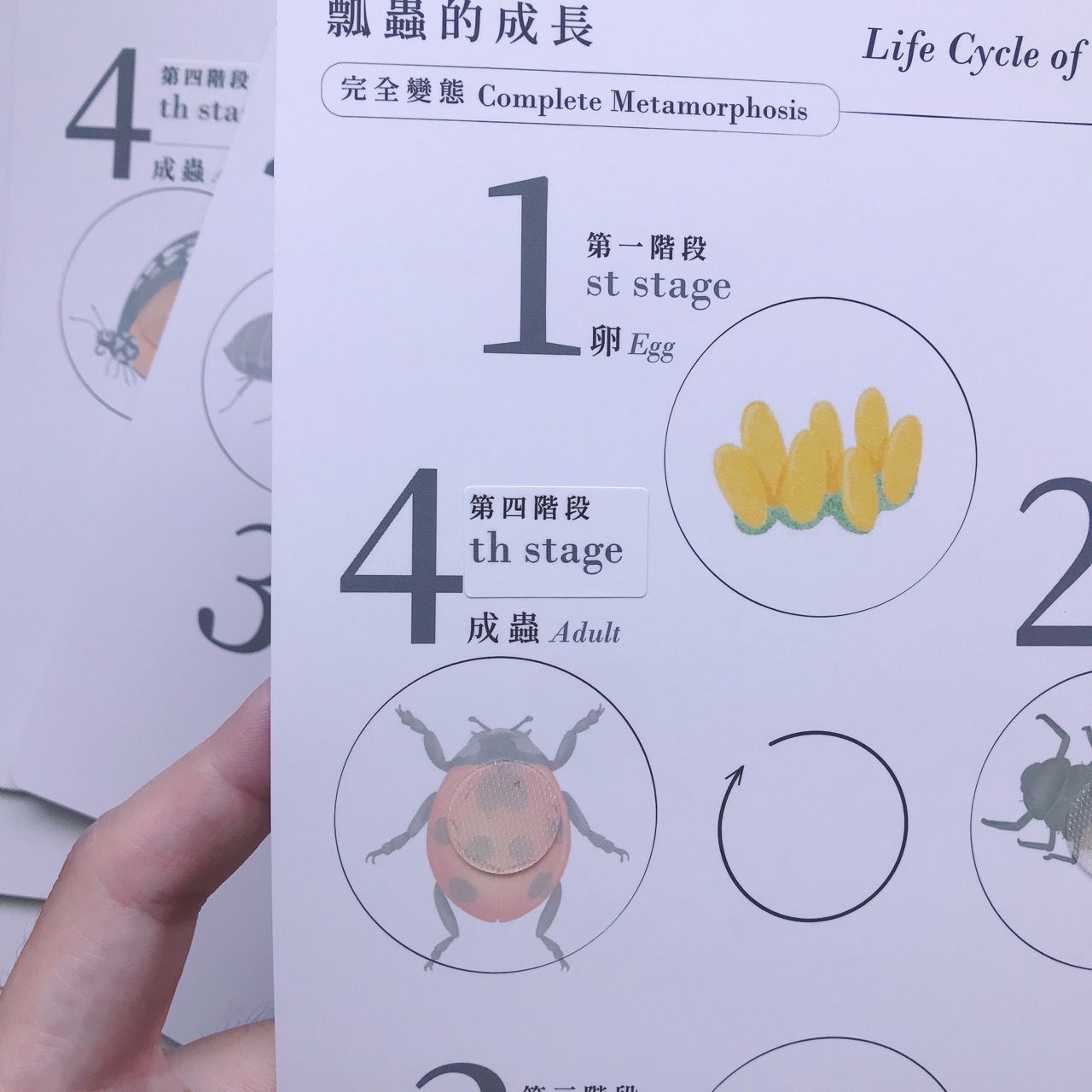 昆蟲123! 好玩雙語主題教材配件 (香港版)