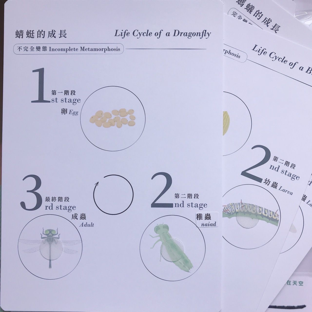 昆蟲123! 好玩雙語主題教材配件 (香港版)
