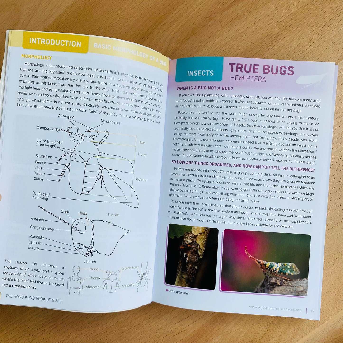 The Bugs of Hong Kong (Book)