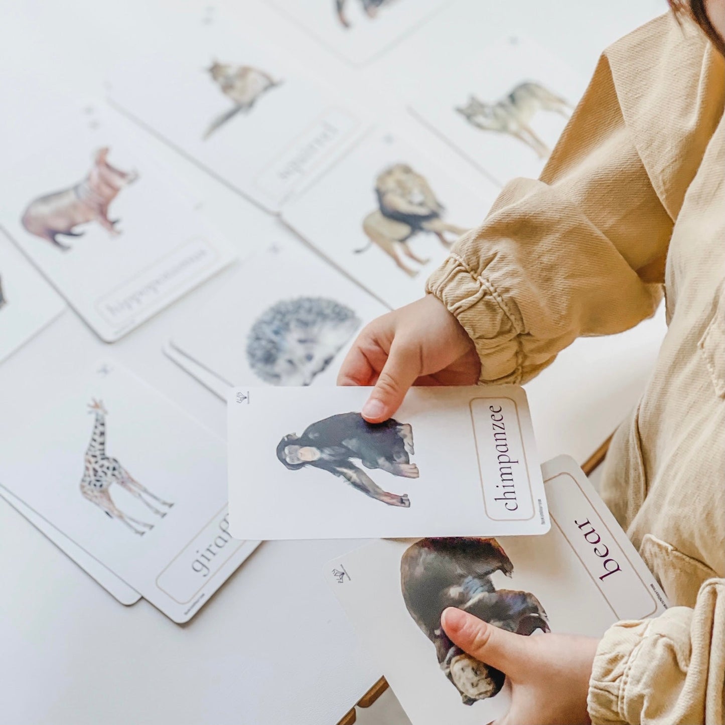幼兒認知三部卡 (野生動物主題) 3 Part Cards (Animals)