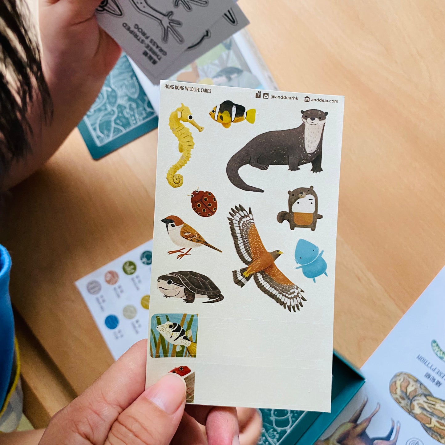 香港野生動物卡 Hong Kong Wildlife Cards(中英對照)