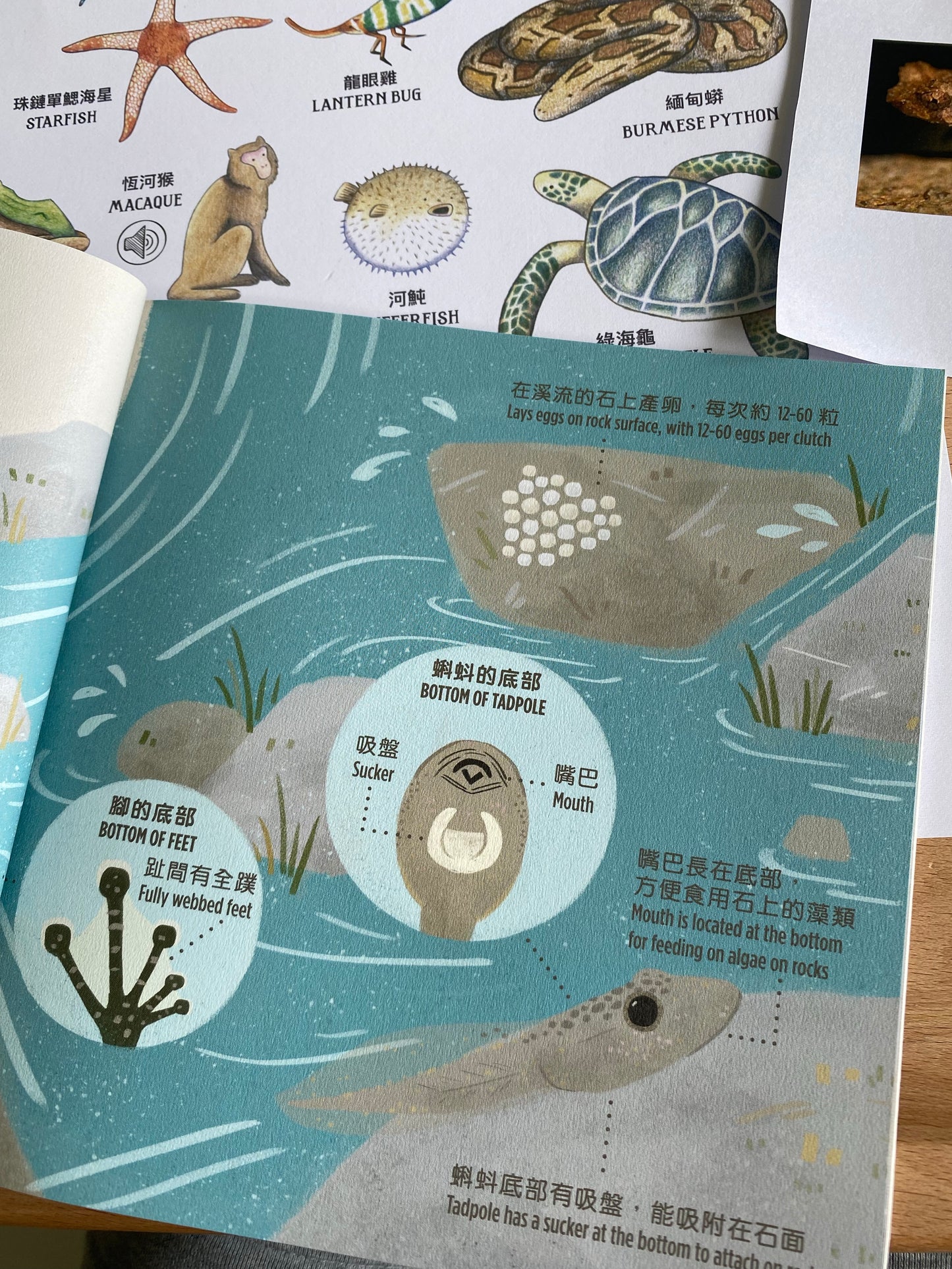 野鄰居