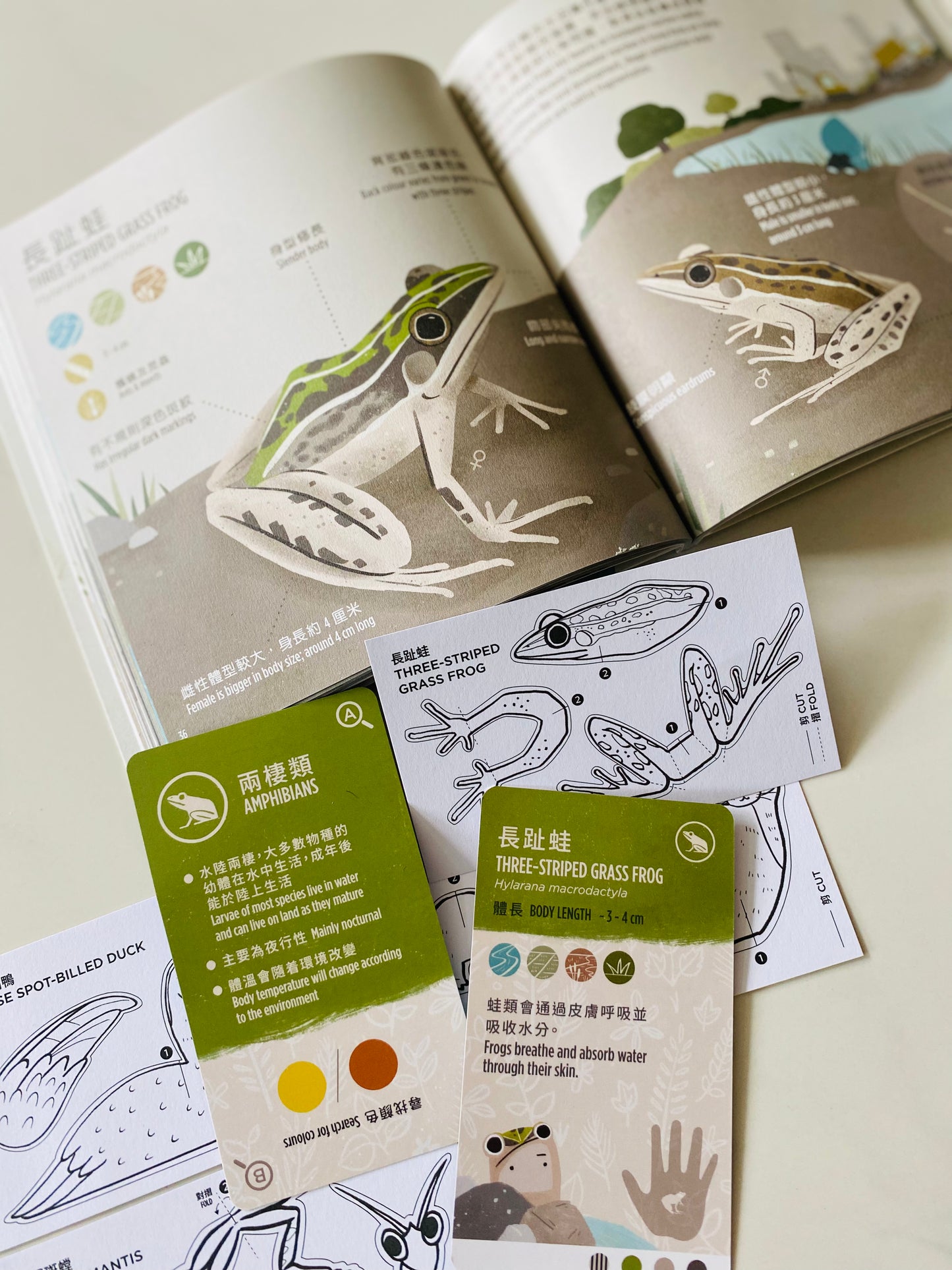 香港野生動物卡 Hong Kong Wildlife Cards(中英對照)