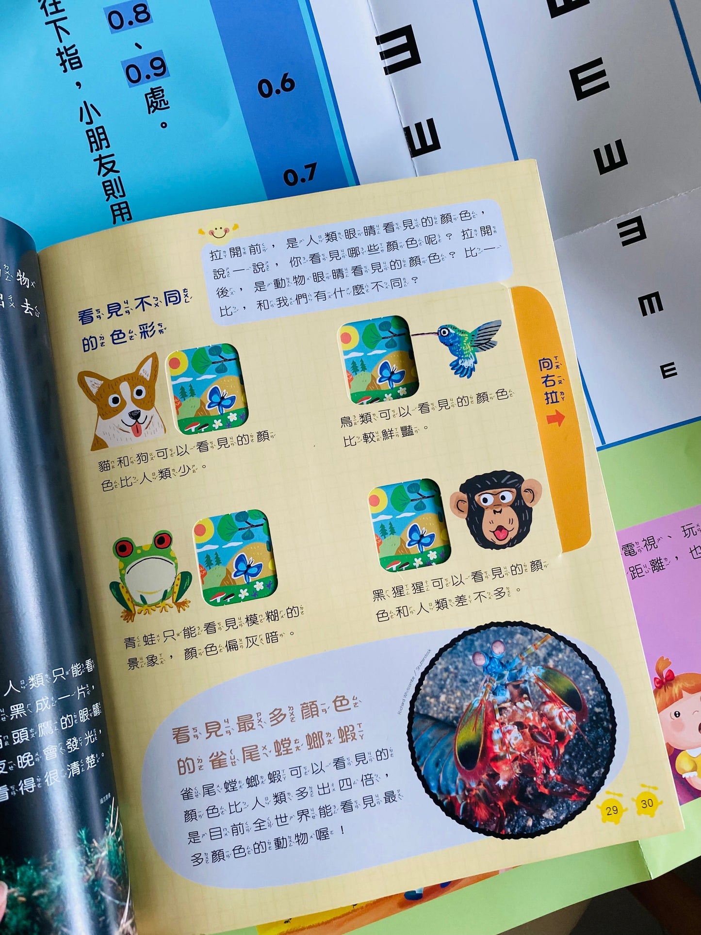 康軒學習雜誌 - 半年訂閱優惠 學前版