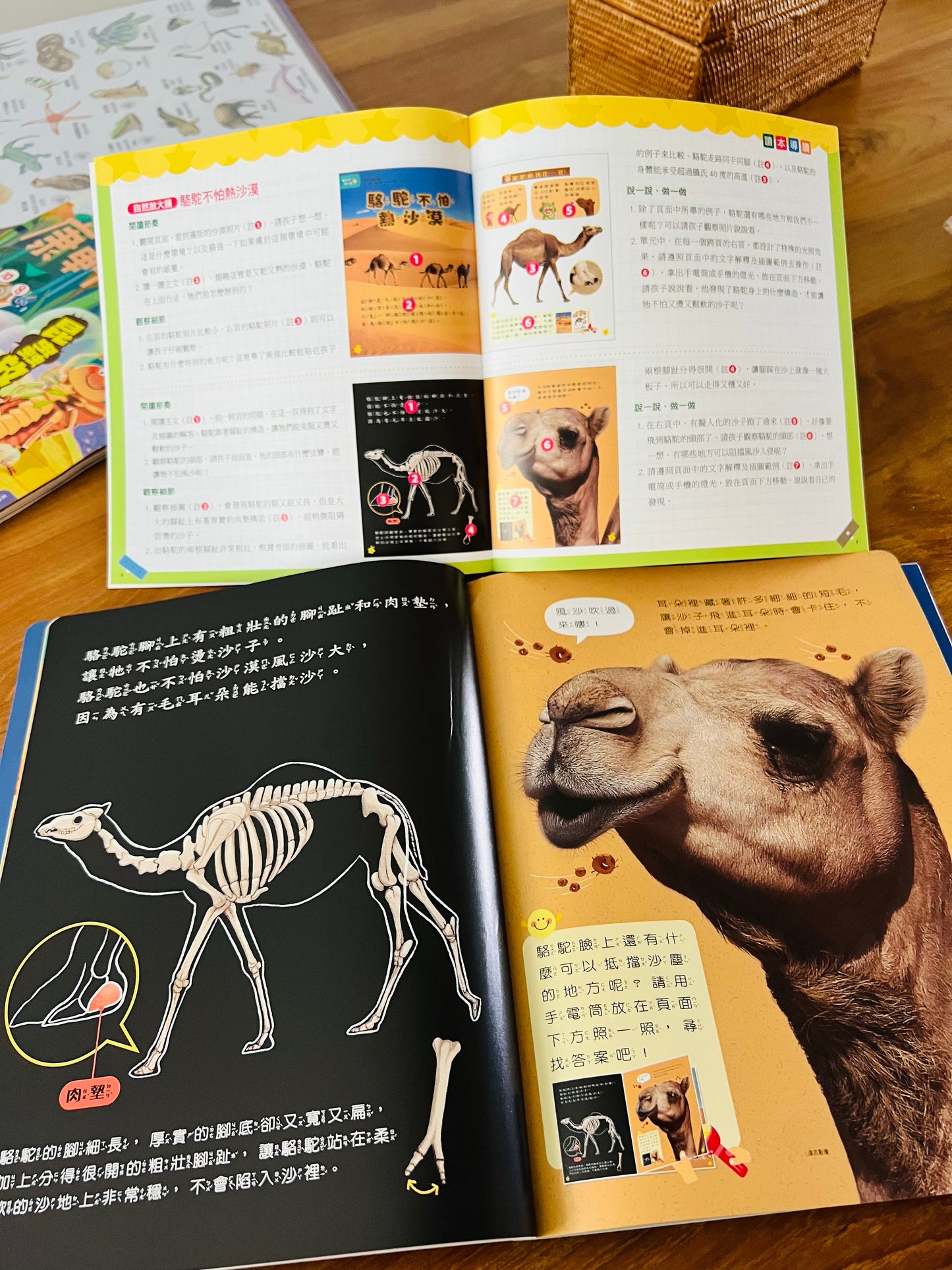 康軒學習雜誌 - 學前版  (2024年11月優惠團)