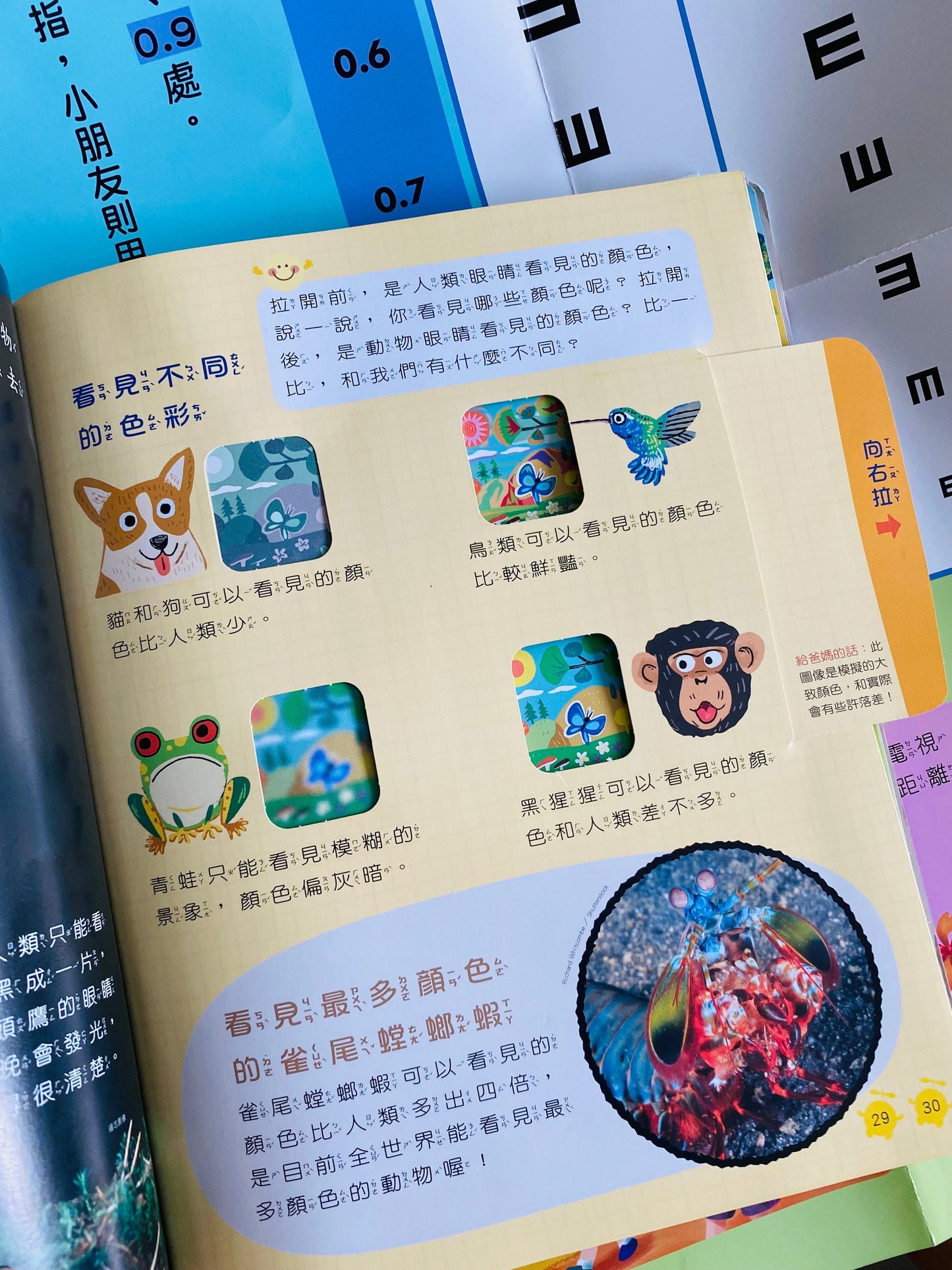 康軒學習雜誌 - 半年訂閱優惠 學前版