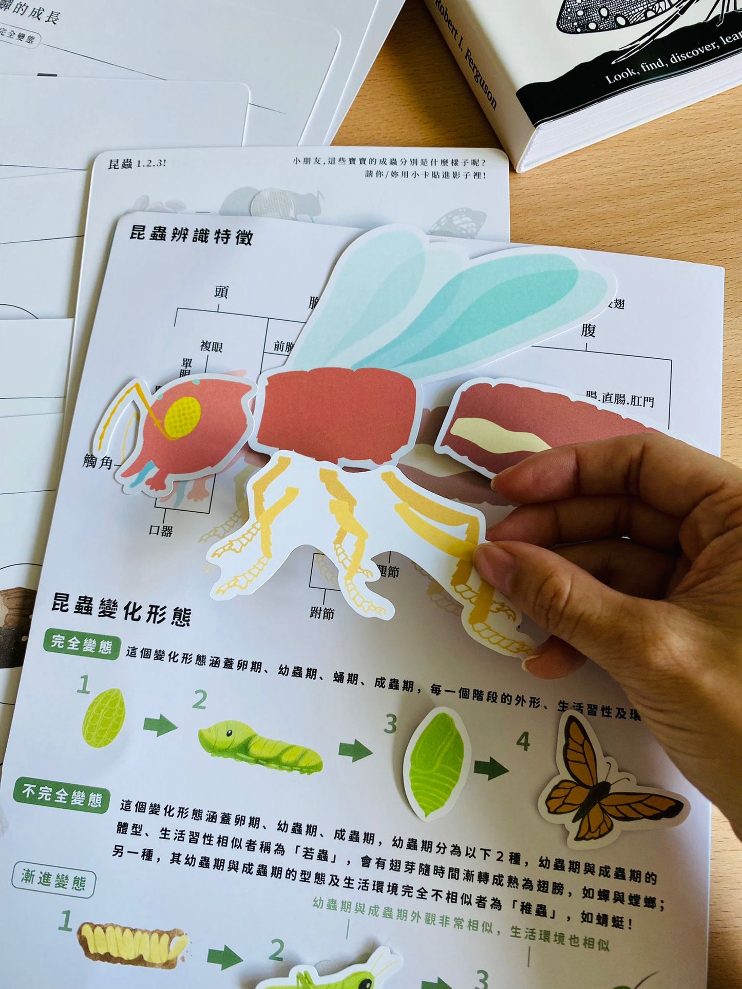 昆蟲123！ 好玩雙語主題教材配件 （香港版）