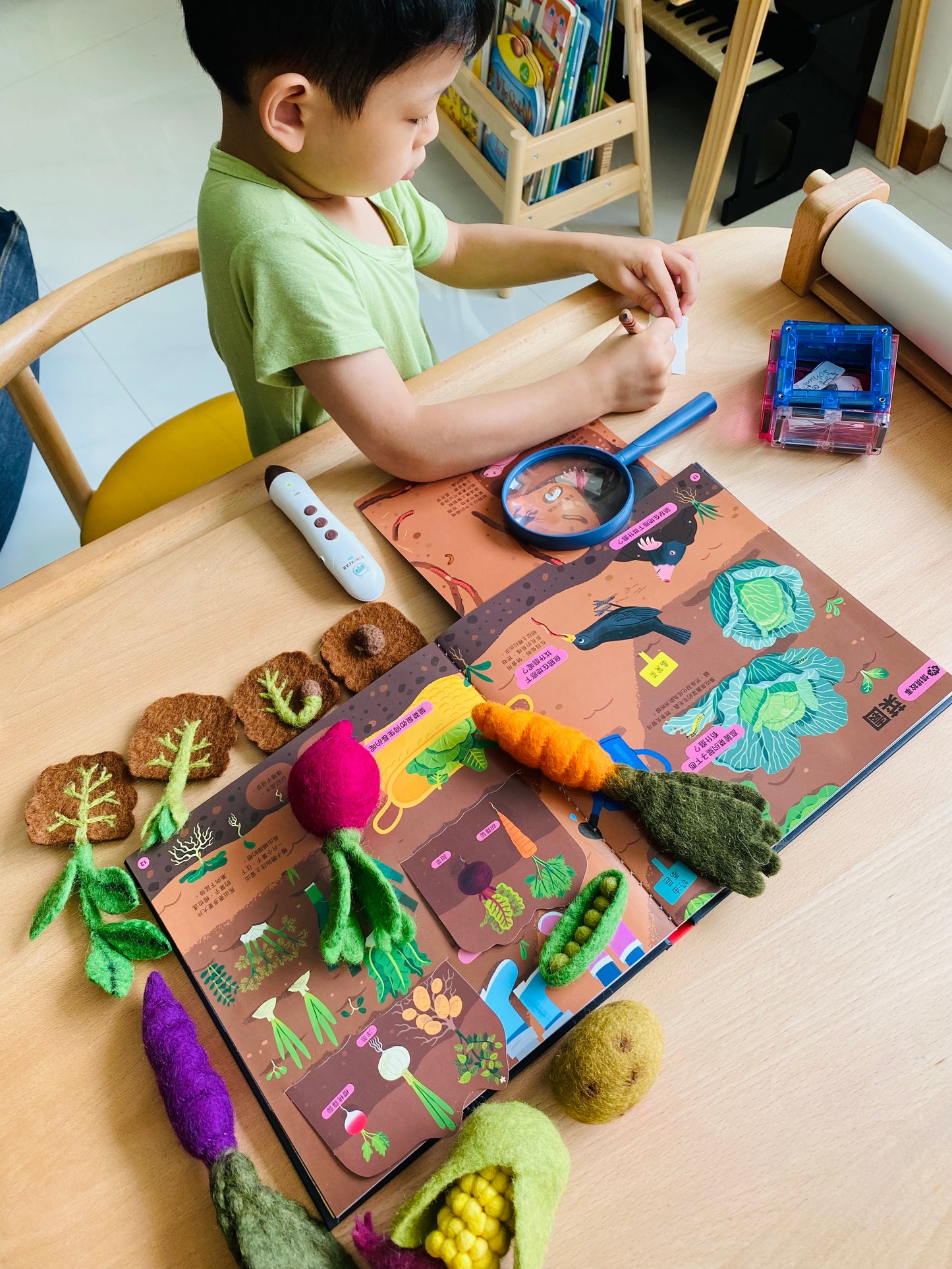 Felt Lifecycle of Bean Plant