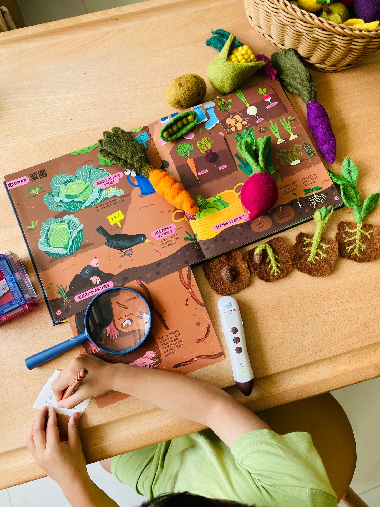 Felt Lifecycle of Bean Plant